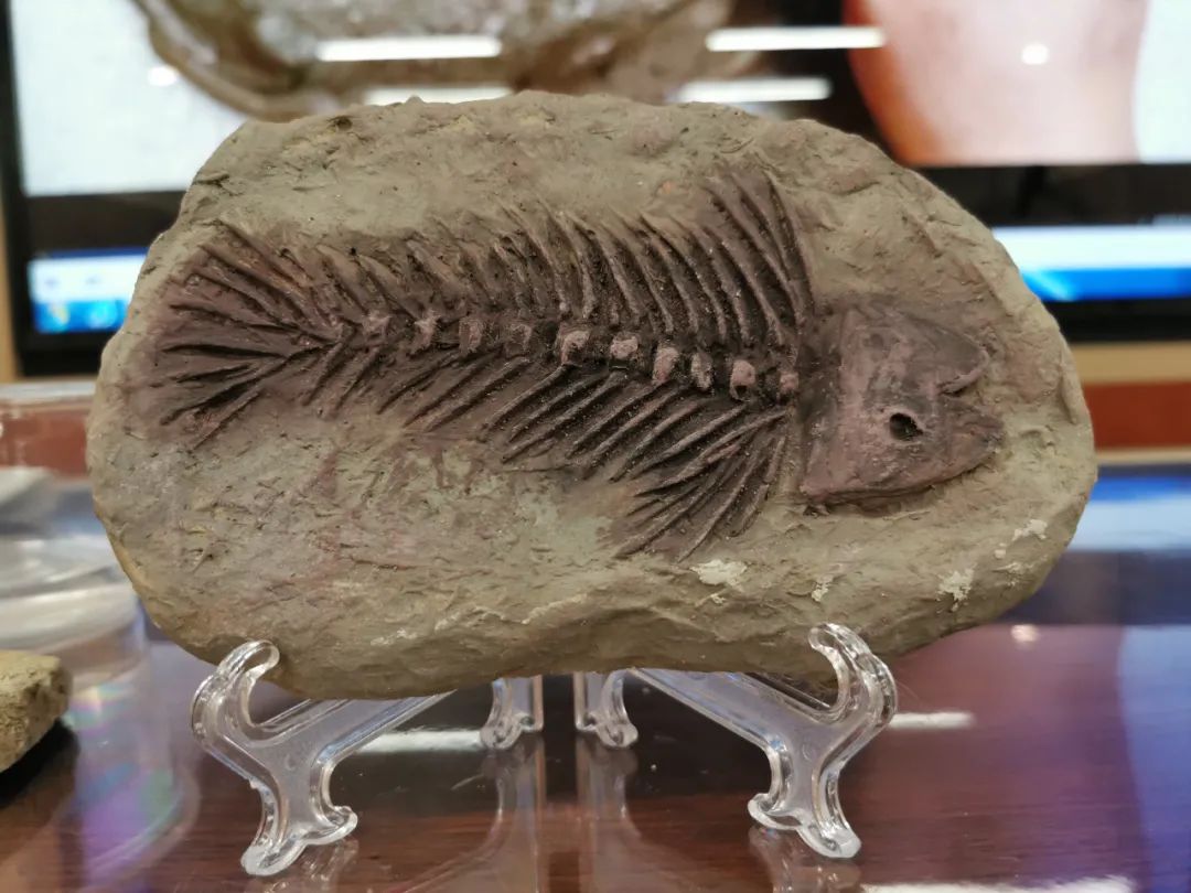古生物化石标本原石三叶虫王冠虫尾巴化石原石教学科普标本-阿里巴巴